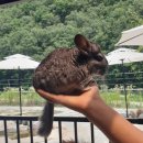 대동방사 | 실내 데이트 추천! 부산 근교 가볼만한곳! 경남 가볼 곳! 동물과 교감이 가능한 와글와글 동물원 25.06.27