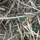 코리아헌터 이미지