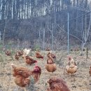 매일농장 이미지