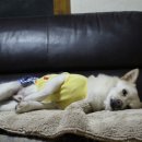 동현24시동물병원 이미지