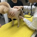 진심동물내과심장병원 이미지