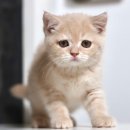 울릉도 TMR사료공장 | 브리티쉬숏헤어가정분양 대구뿐만 아니라 전국으로 이동분양이 가능한 가정묘 도레미캣
