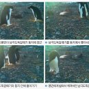 갈매기둥지 이미지