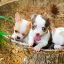 이:은동물병원 이미지