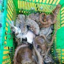 곤리레져