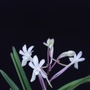 설매농장 이미지