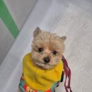 아껴줄개 | 부산 온천천카페거리 애견카페 아껴줄개 산책훈련 후기