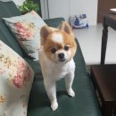 체인지펫미용 | [반석,지족]내돈내산 강아지 미용 체인지펫미용 이용후기