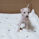 서원켄넬 | 이탈리안그레이하운드 전문 켄넬 좋은가족들 가정분양