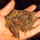 개다래 충영 건제,가루 이미지