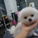 도그웨이살롱 이미지