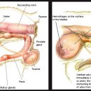 24시 폴 동물병원 이미지