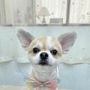 겨우리애견 이미지