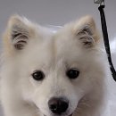 몽구리DOG 이미지