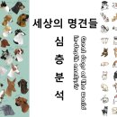 세상의 명견들, 심층분석 Great dogs of the world, in-depth analysis 이미지