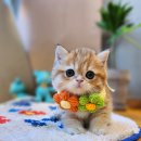 브리더클럽 이미지