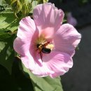 한라수목원 이미지