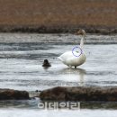 고니시스템 이미지