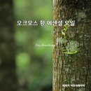 오크모스 이미지