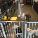 도그반하다 이미지