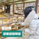 가나목장 | 경기도 겨울 양평 여행 양평양떼목장 썰매 유모차