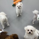 대구애견호텔 애견유치원 모여라솜뭉치 본점 이미지