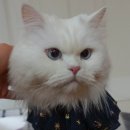 비커밍스튜디오 | '팬시피스트 송냥회 후기 이벤트'의 후기 (비커밍스튜디오 매지션 케이프)