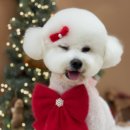 수수펫살롱 이미지