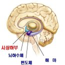 밤참(야식) 증후군 이미지