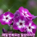 ☆ 바램 이미지