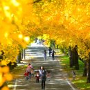 은행나무1길 이미지