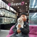 내 품안의 반려견(강서점) 이미지