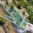 🥕초보 농사꾼 일기 | 서오릉 근처 주말농장 텃밭후기 | 당근 비주얼 이거 맞나요...?
