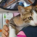 행담 동물병원 이미지