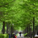 철길숲(학산동) 이미지