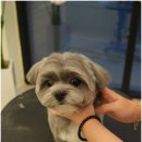 모여라 애견미용 | 대구애견미용 모여라 솜뭉치에서 귀여운 곰돌이컷 하고 왔어요!