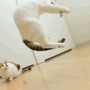 날으는고양이 이미지