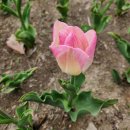 중랑천길 | [산책] 응봉역 - 중랑천길 - 꽃사슴방사장 - 바람의언덕 -서울숲 #버섯집