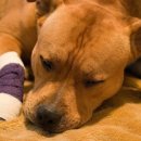 로얄동물메디컬센터w 이미지