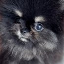 향기나는 강아지 이미지