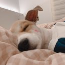 복이네 애견 미용 이미지