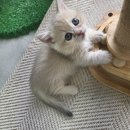 골든캣 골드브숏 골드먼치킨 평택전문점 이미지