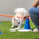 반려담애견유치원 이미지