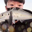 지심도 | 바다낚시후기 지심도 대전갱이의 기억 그날 바다는 아직도 생생하다