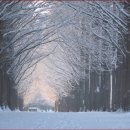 국도24호선가로수 이미지