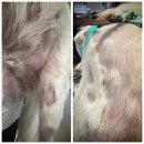 어썸펫동물병원 이미지