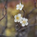 선바위(분재전시관) 이미지