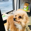 그루머웅 이미지