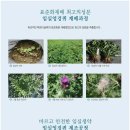 임실엉겅퀴