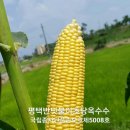 구팔칠이 이미지
